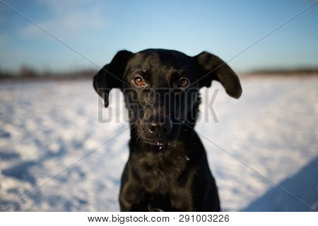 Portrait Of Beautiful Small Black Dog, Looking Forward, Sitting In A Sunny Meadow