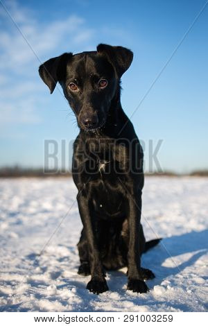 Portrait Of Beautiful Small Black Dog, Looking Forward, Sitting In A Sunny Meadow