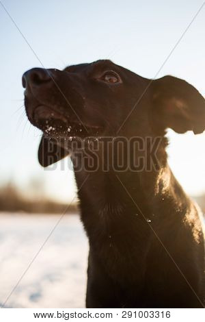 Portrait Of Beautiful Small Black Dog, Looking Forward, Sitting In A Sunny Meadow