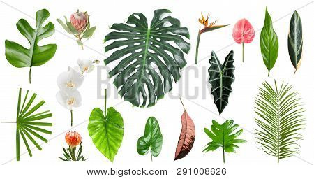 Set Of Beautiful Tropical Leaves And Flowers On White Background
