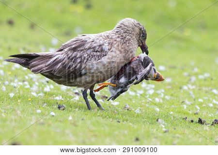 Great Skua Standing On A Green Grass Eating A Puffin It Killed