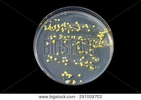 Bacteria Grown From Skin Smear, Colonies Of Micrococcus Luteus And Staphylococcus Epidermidis On Pet