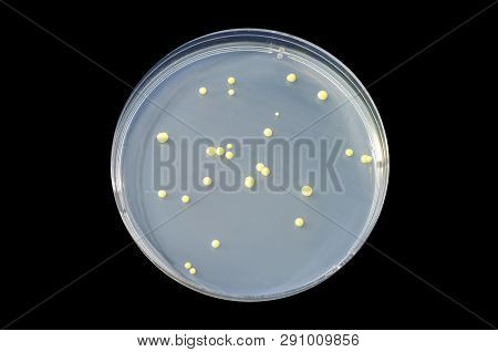 Colonies Of Bacteria Micrococcus Luteus On Petri Dish With Tryptic Soy Agar Isolated On Black Backgr