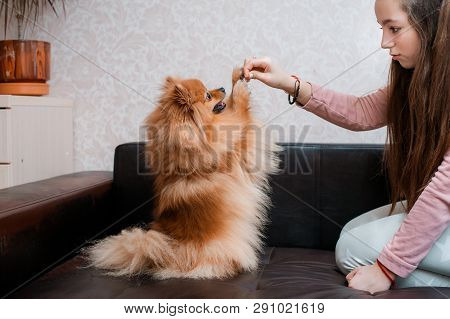 Teenage Girl With A Dog Breed Spitz Rejoices With A Pet At Home On The Floor. Care And Training Of A