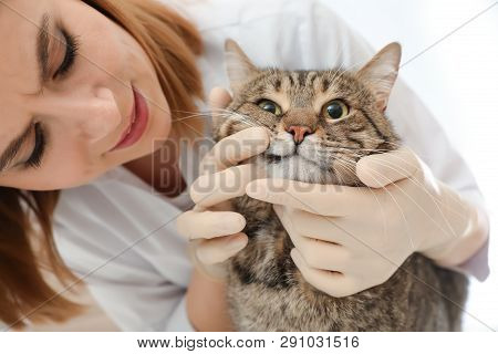 Professional Veterinarian Examining Cat's Teeth In Clinic