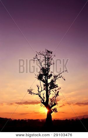 árvore do sol
