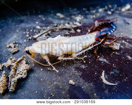 Close Up Of New Cockroach Molting Is Still White