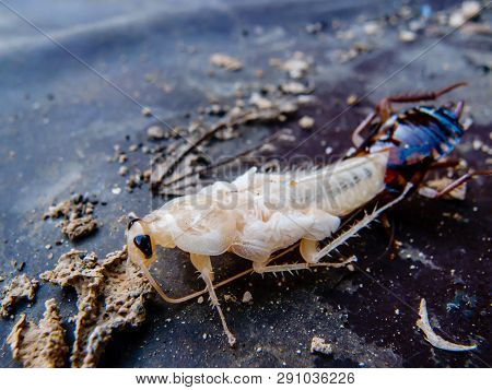 Close Up Of New Cockroach Molting Is Still White