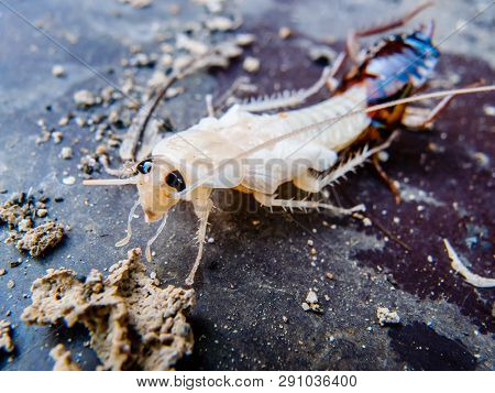 Close Up Of New Cockroach Molting Is Still White