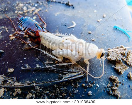 Close Up Of New Cockroach Molting Is Still White