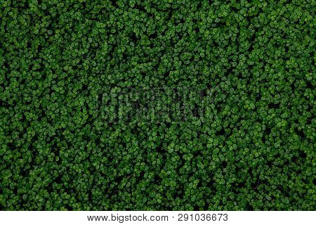 Full Frame Shot Of Ground Ivy, Textured Background