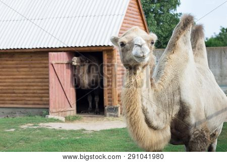 Family Of White Two-humped Camels Couple Standing In Zoo Yard