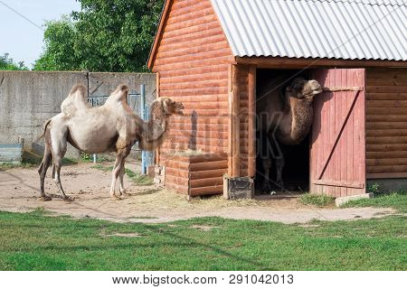 Family Of White Humped Camels Couple Standing In Zoo Aviary Yard