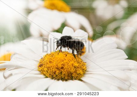 Bumblebee  Sitting On Camomile. Macro Photo. White Flower. Life Of Insects