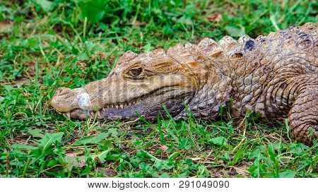 Crocodile Portrait In The Grass, Predator In The Grass