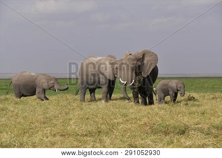 Moments In Family, Family Of Elephants, Africa
