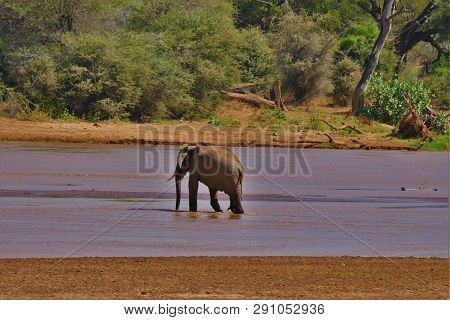 Elephants Crossing River, In Samburu National Park, Kenya, Africa