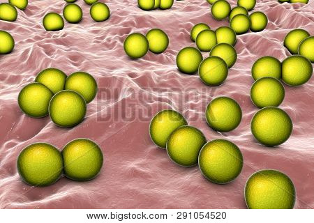 Bacteria Micrococcus Luteus, 3d Illustration. Gram-positive Cocci Arranged In Tetrads Or Irregular C