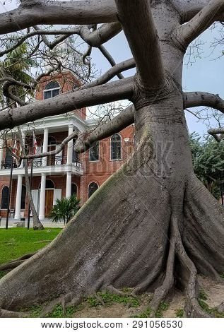 Old Kapok Tree In Front Yard Of Old Brick Building In Key West