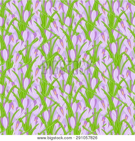 Crocus Seamless Background. Violet Spring Flowers, Green Leaves On Purple Background. Flat Design El