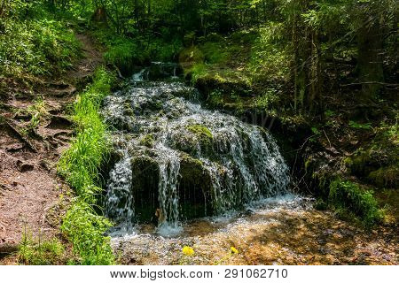 Forest Stream 