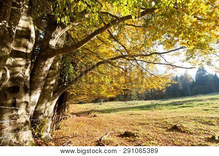 Trees In Autumn Season Background. Beauty In Nature. Autumn Lansdscape