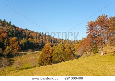 Trees In Autumn Season Background. Beauty In Nature. Autumn Lansdscape