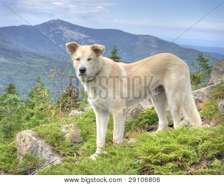 Perro Alaskan Malamute en las montañas de Primorie Ruso