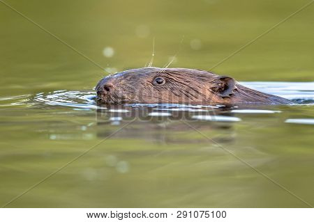 European Beaver (castor Fiber) Swimming In Colorful Water Around Sunset In Biesbosch Nature Reserve 