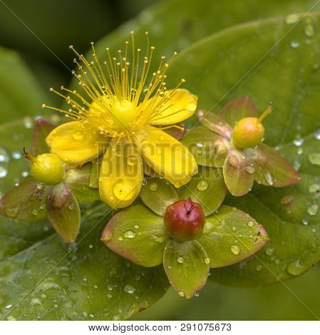Yellow Hypericum Flower With Seed Capsule And Dew Drops