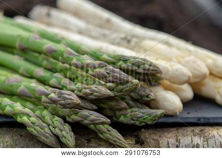 New Harvest Of  White And Green Asparagus Vegetable In Spring Season, Asparagus Growing Up From The