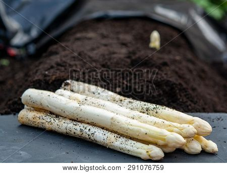New Harvest Of  White Asparagus Vegetable In Spring Season, White Head Of Asparagus Growing Up From