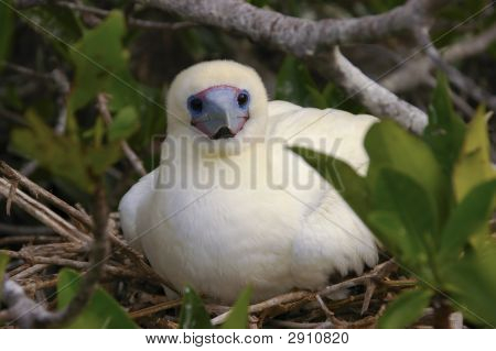 Baby Bird Galapágy