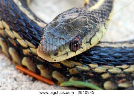 Thamnophis zblízka