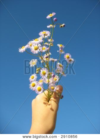 Marguerites dans le ciel bleu