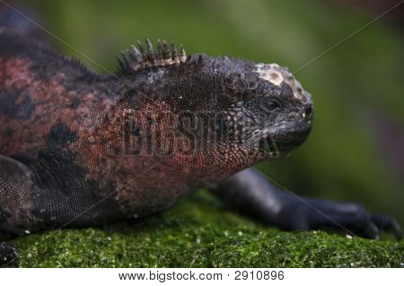 Vánoční Iguana s červeným tělem na