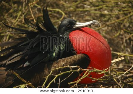Mužské dravý pták, který v Galapagos