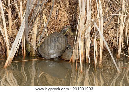 Early March Springtime End Of Brumation Of Two Wild Red Eared Slider Turtles On Lake Edge Among Gras
