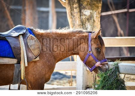 The Horses Farm Grazing Grass In Stable