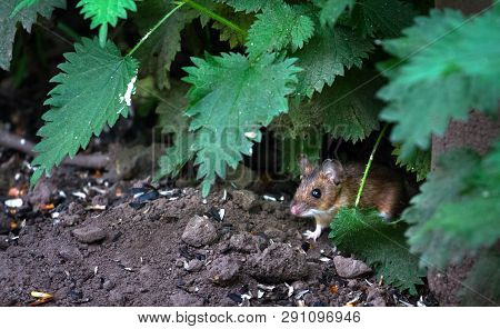 An Adult Wood Mouse (apodemus Sylvaticus) Peers Out Of The Vegetation To Look For Food At The Wood L