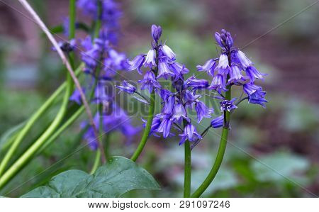 A Group Of Bluebells (hyacinthoides Non-scripta) In Shropshire, England.
