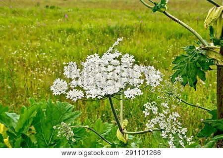 Blooming Of White Flowers The Umbrella Heracleum Sosnowski On The Background Of Grass