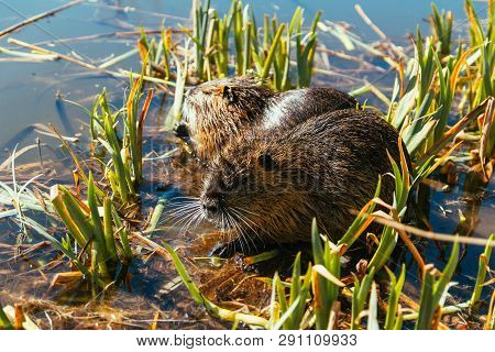 Two Nutria Sit In Reed On Pond.