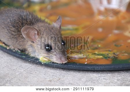 Rats In Glue Stick On The Mousetrap.dangerous Disease Plague , Rabies And Hydrophobia From Rats Conc