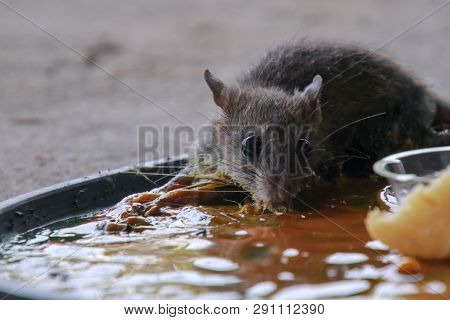 Rats In Glue Stick On The Mousetrap.dangerous Disease Plague , Rabies And Hydrophobia From Rats Conc