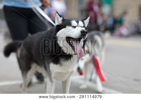 Stoughton, Wisconsin, Usa - May 20, 2018: Annual Norwegian Parade, Dogs Being Walked By Their Owners
