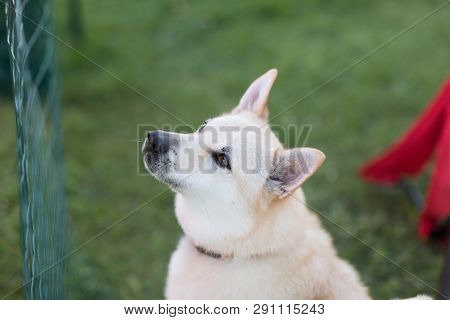 Stoughton, Wisconsin, Usa - May 19, 2018: A Buhund Dog, Sits In Attention, Staring At People Around 