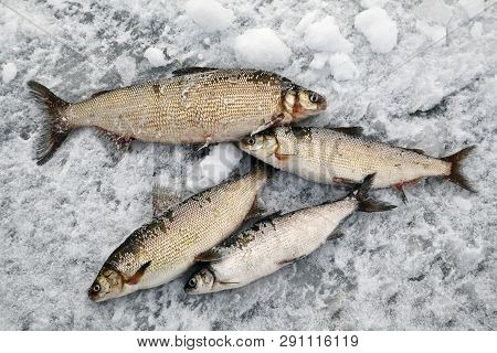 Winter Fishing, Good Catch Of Fish In Winter On Ice.