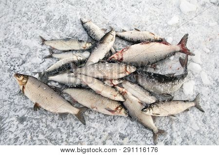 Winter Fishing, Good Catch Of Fish In Winter On Ice.