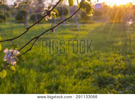 apple garden with flowers in the spring at sunset. Vintage style
